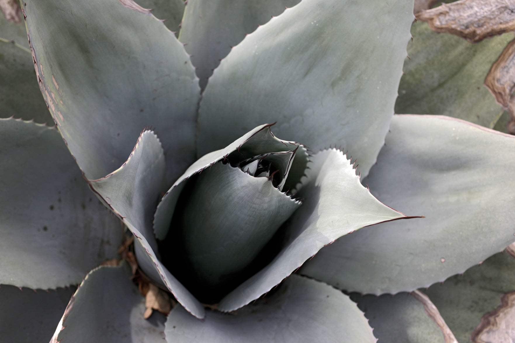 Tulsa Botanic Garden